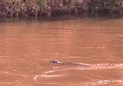 Phoca vitulina richardii