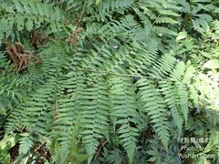Diplazium amamianum