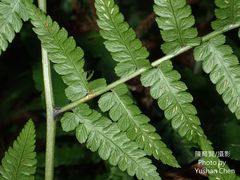 Diplazium amamianum