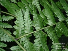 Diplazium amamianum