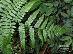 Diplazium amamianum
