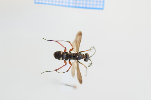 Cryptocheilus versicolor
