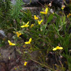 Senecio pubigerus
