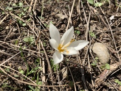 Crocus boryi