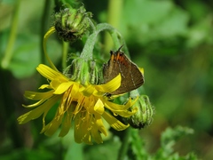 Satyrium prunoides