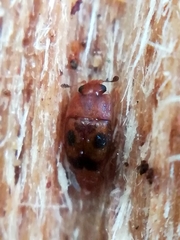 Epuraea ocularis