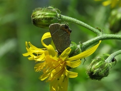 Satyrium prunoides