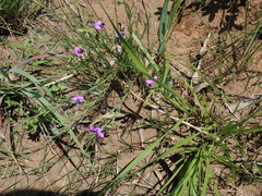 Polygala gracilenta