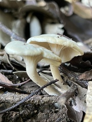 Leucocybe