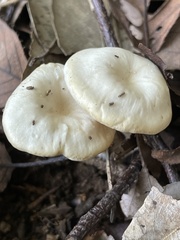 Leucocybe