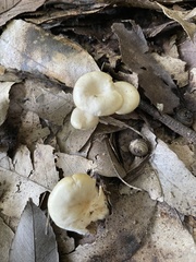 Leucocybe