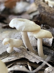 Leucocybe