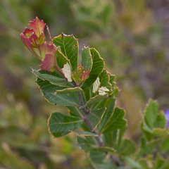 Searsia cuneifolia