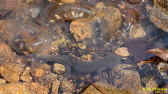 Hynobius leechii