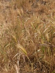Hordeum jubatum