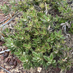Berkheya barbata