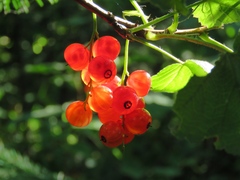 Ribes atropurpureum