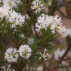 Selago fruticosa