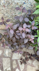 Iresine diffusa herbstii