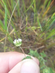 Trifolium microdon
