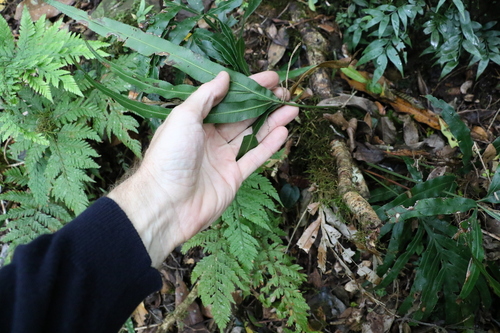Image of Pteris umbrosa by (c) Greg Tasney, some rights reserved (CC BY-SA)
