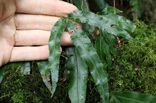 Image of Pteris umbrosa by (c) Greg Tasney, some rights reserved (CC BY-SA)