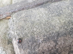 Harmonia axyridis