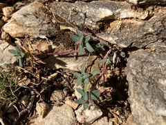 Euphorbia fragifera