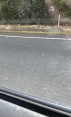 Tachyglossus aculeatus