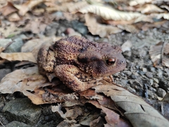 Bufo verrucosissimus