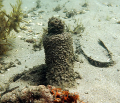 Pyura praeputialis