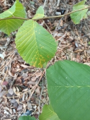 Flatter-Ulme (Ulmus laevis): Herkunft und Verwendung — Foto 2