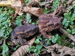 Bufo verrucosissimus