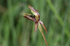 Chiloglottis trapeziformis