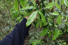 Cinnamomum oliveri