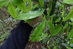 Cinnamomum oliveri