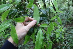 Cinnamomum oliveri