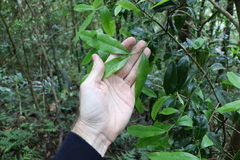 Cinnamomum oliveri