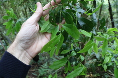 Cinnamomum oliveri