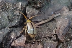 Chrysomelidae