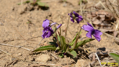 Viola mandshurica