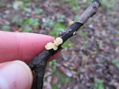 Hymenoscyphus calyculus