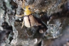 Chrysomelidae