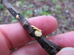 Hymenoscyphus calyculus