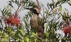 Philemon argenticeps
