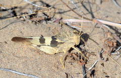 Pyrgodera armata
