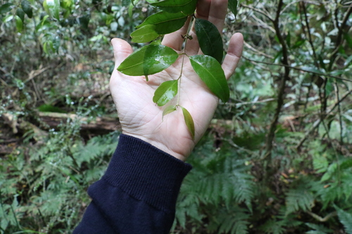 Image of Rhodamnia whiteana by (c) Greg Tasney, some rights reserved (CC BY-SA)