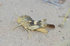 Pyrgodera armata
