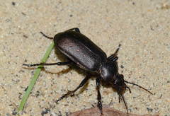 Calosoma maderae