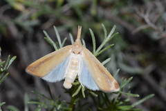Schoenobius gigantella